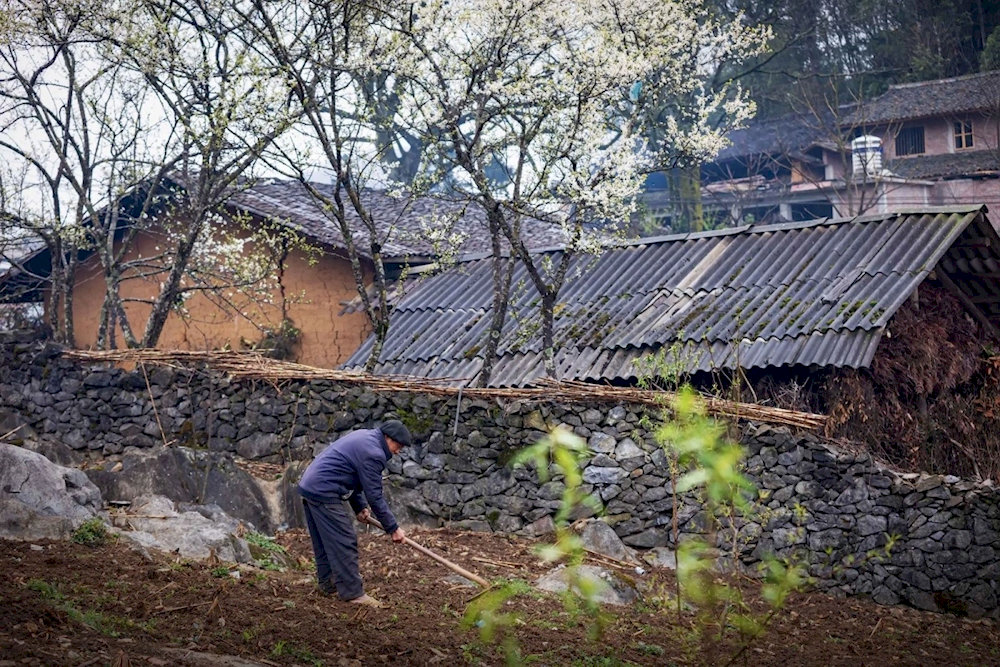 Stone fences, terraced fields on cliffs, and traditional stone houses reflect the harmony between people and nature 